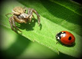 Attēlu rezultāti vaicājumam “Coccinella quinquepunctata”