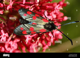 Attēlu rezultāti vaicājumam “Zygaena filipendulae”