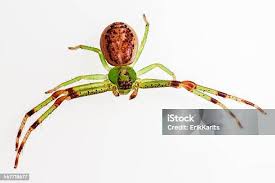 Attēlu rezultāti vaicājumam “Diaea dorsata”