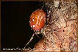 Attēlu rezultāti vaicājumam “Araneus quadratus male”