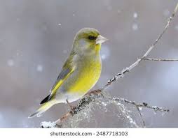 Attēlu rezultāti vaicājumam “Chloris chloris male”