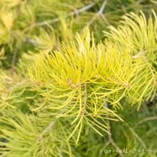 Attēlu rezultāti vaicājumam “Abies concolor”