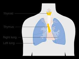 Image result for Thymus