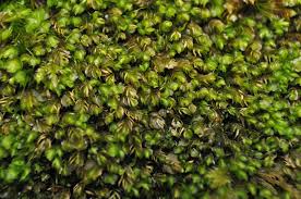 Attēlu rezultāti vaicājumam “Lophozia longidens”