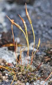 Attēlu rezultāti vaicājumam “Tortula subulata sporophyte”