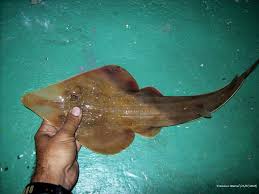 Image result for Rhinobatos rhinobatos