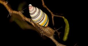 Attēlu rezultāti vaicājumam “Lignydium muscorum macro”