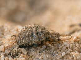 Attēlu rezultāti vaicājumam “Myrmeleontidae larva”