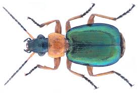 Attēlu rezultāti vaicājumam “Lebia chlorocephala”