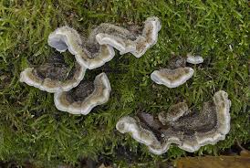 Attēlu rezultāti vaicājumam “Auricularia mesenterica”