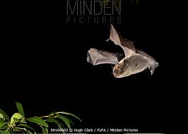 Attēlu rezultāti vaicājumam “Myotis brandtii”