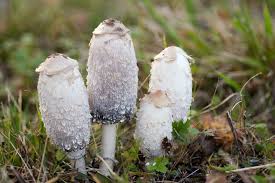 Image result for coprinus