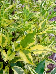 Attēlu rezultāti vaicājumam “Sambucus nigra leaf”