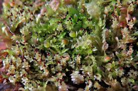 Attēlu rezultāti vaicājumam “Scapania apiculata”