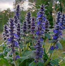 Attēlu rezultāti vaicājumam “Ajuga genevensis”