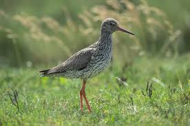 Attēlu rezultāti vaicājumam “Tringa totanus”