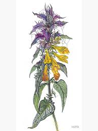 Attēlu rezultāti vaicājumam “Melampyrum nemorosum”