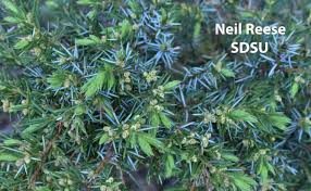 Attēlu rezultāti vaicājumam “Juniperus communis male flower”