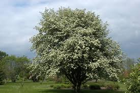 Attēlu rezultāti vaicājumam “Sorbus intermedia”