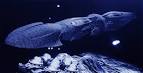 SeaQuest DSV