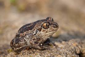 Attēlu rezultāti vaicājumam “Pelobates fuscus”