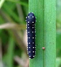 Attēlu rezultāti vaicājumam “Mellicta athalia larva”