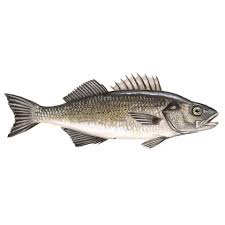 Image result for Dicentrarchus labrax