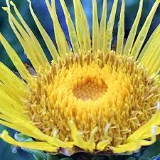 Attēlu rezultāti vaicājumam “Inula helenium flower”