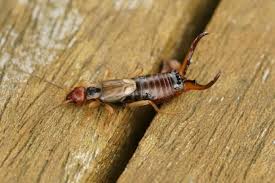 Attēlu rezultāti vaicājumam “Forficula auricularia male”