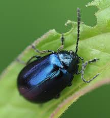 Attēlu rezultāti vaicājumam “Chrysomelidae”