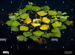 Attēlu rezultāti vaicājumam “Trapaceae”