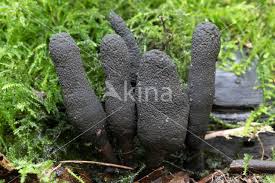 Attēlu rezultāti vaicājumam “Xylaria longipes”