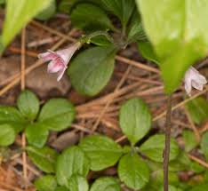 Attēlu rezultāti vaicājumam “Linnaea borealis flower”