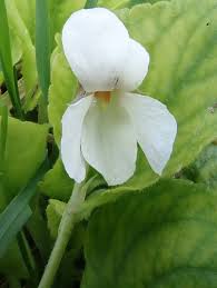 Attēlu rezultāti vaicājumam “Viola hirta leaf”