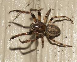 Attēlu rezultāti vaicājumam “Larinioides cornutus male”