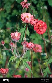 Attēlu rezultāti vaicājumam “Geum rivale flower”
