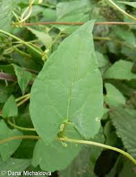 Attēlu rezultāti vaicājumam “Fallopia dumetorum”