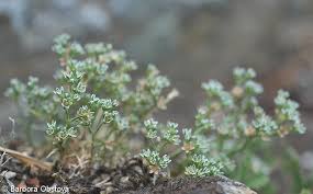 Attēlu rezultāti vaicājumam “Scleranthus perennis flower”