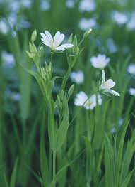 Attēlu rezultāti vaicājumam “Stellaria crassifolia”
