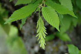 Attēlu rezultāti vaicājumam “Carpinus betulus female flower”
