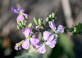 Attēlu rezultāti vaicājumam “Raphanus sativus flower”