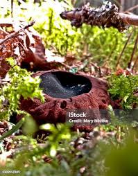 Attēlu rezultāti vaicājumam “Sarcosoma globosum”