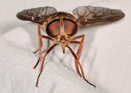 Attēlu rezultāti vaicājumam “Tabanidae”