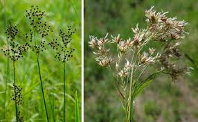 Attēlu rezultāti vaicājumam “Juncaceae”