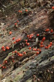 Attēlu rezultāti vaicājumam “Lycogala conicum macro”