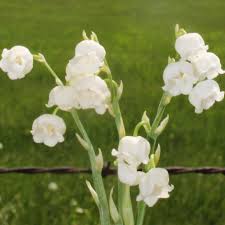 Attēlu rezultāti vaicājumam “Convallaria majalis”