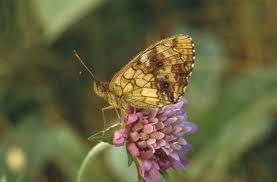 Attēlu rezultāti vaicājumam “Brenthis ino”