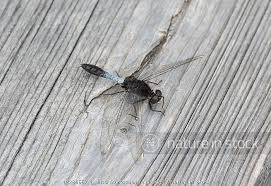 Attēlu rezultāti vaicājumam “Leucorrhinia caudalis male”