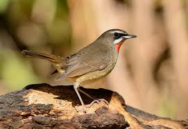 Image result for Luscinia calliope