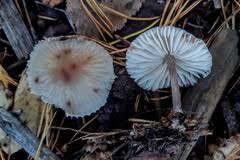Attēlu rezultāti vaicājumam “Mycena zephirus”